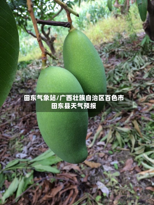 田东气象站/广西壮族自治区百色市田东县天气预报-第1张图片