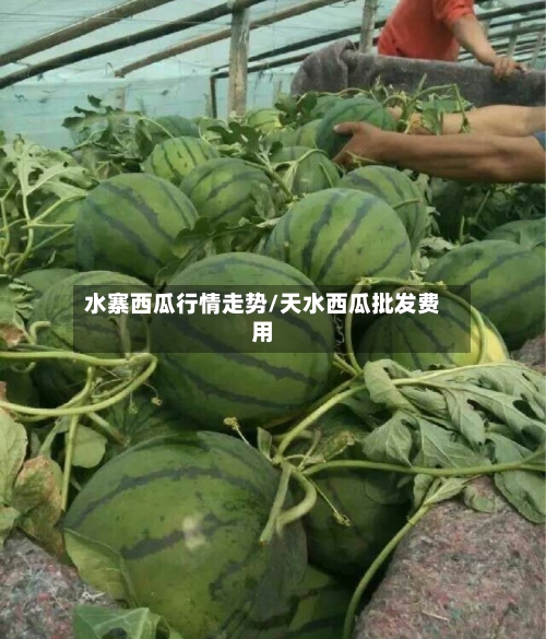水寨西瓜行情走势/天水西瓜批发费用-第1张图片