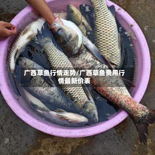 广西草鱼行情走势/广西草鱼费用行情最新价表-第1张图片