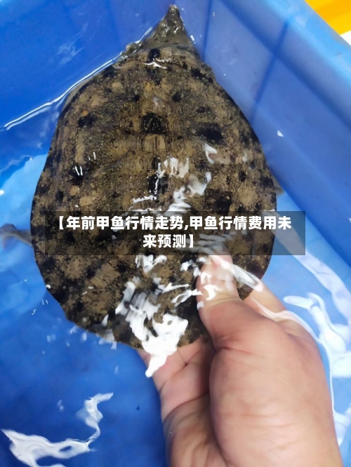 【年前甲鱼行情走势,甲鱼行情费用未来预测】-第1张图片