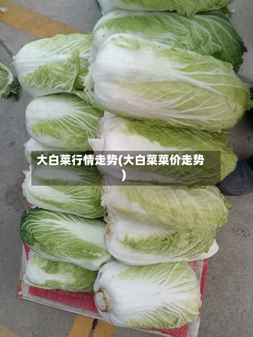 大白莱行情走势(大白菜菜价走势)-第1张图片