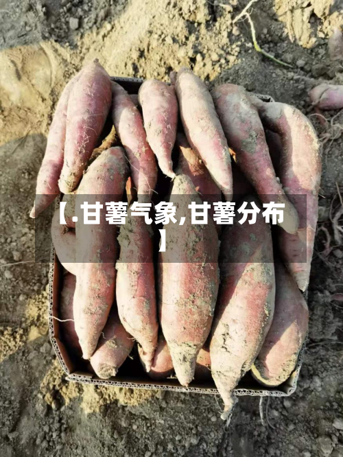 【.甘薯气象,甘薯分布】-第1张图片
