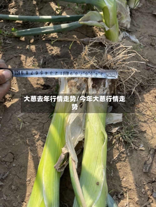大葱去年行情走势/今年大葱行情走势-第1张图片