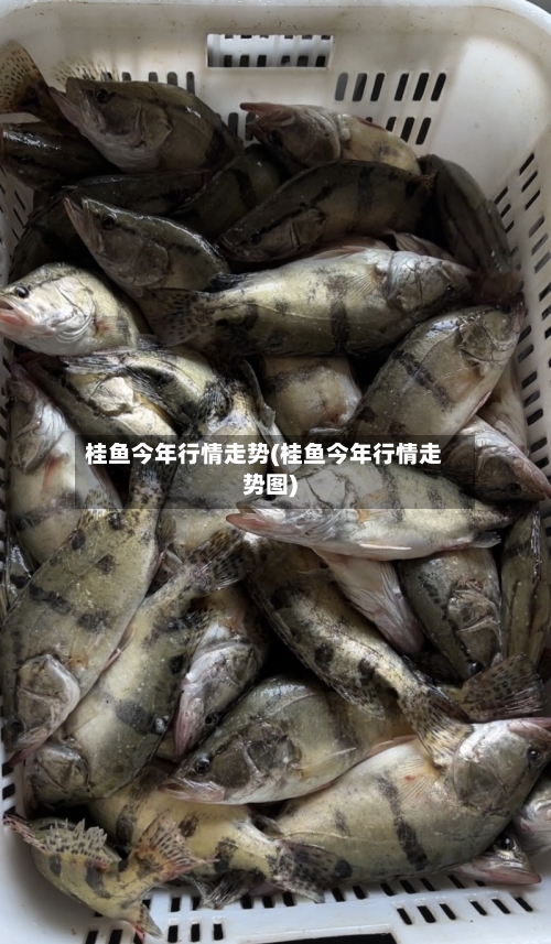 桂鱼今年行情走势(桂鱼今年行情走势图)-第1张图片