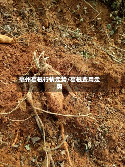亳州葛根行情走势/葛根费用走势-第1张图片