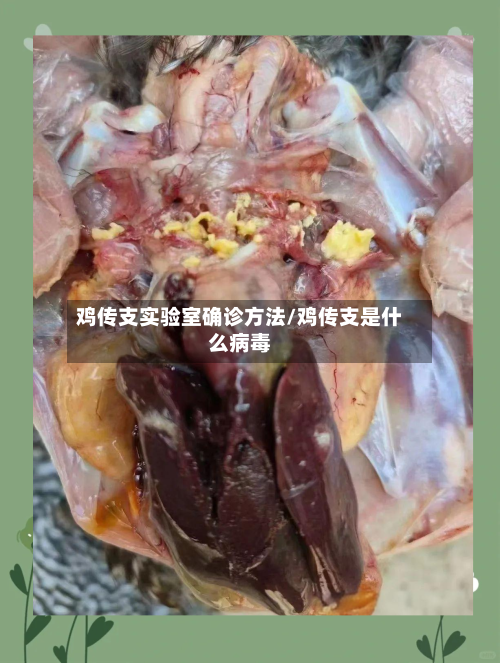 鸡传支实验室确诊方法/鸡传支是什么病毒-第1张图片
