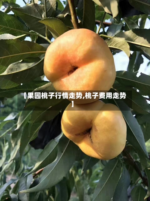【果园桃子行情走势,桃子费用走势】-第1张图片