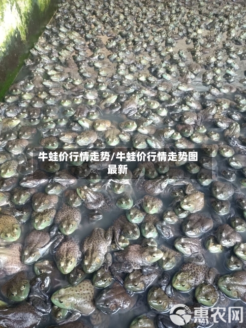 牛蛙价行情走势/牛蛙价行情走势图最新-第1张图片