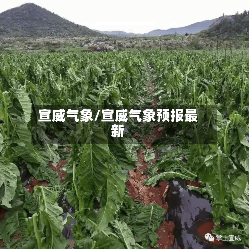 宣威气象/宣威气象预报最新-第1张图片