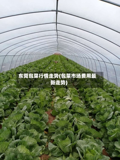 东莞包菜行情走势(包菜市场费用最新走势)-第1张图片