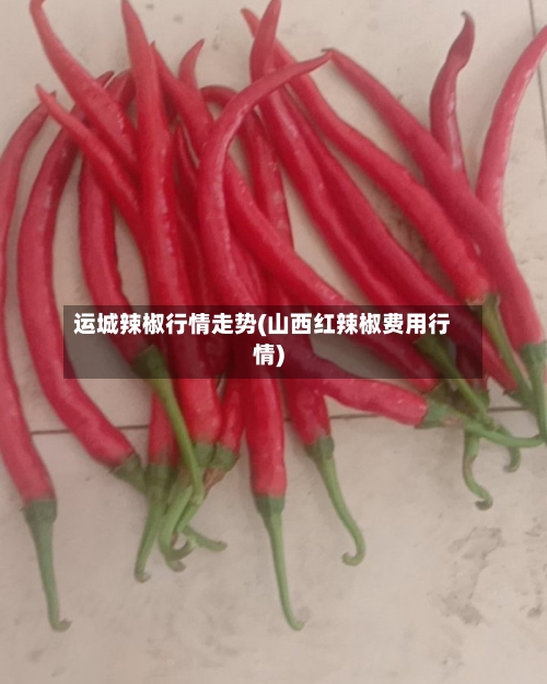 运城辣椒行情走势(山西红辣椒费用行情)-第1张图片