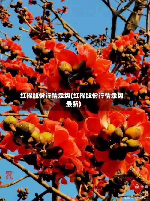 红棉股份行情走势(红棉股份行情走势最新)-第1张图片