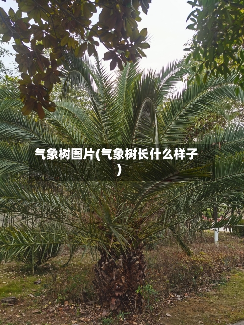 气象树图片(气象树长什么样子)