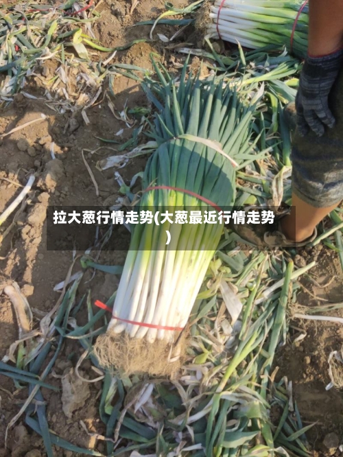 拉大葱行情走势(大葱最近行情走势)-第2张图片