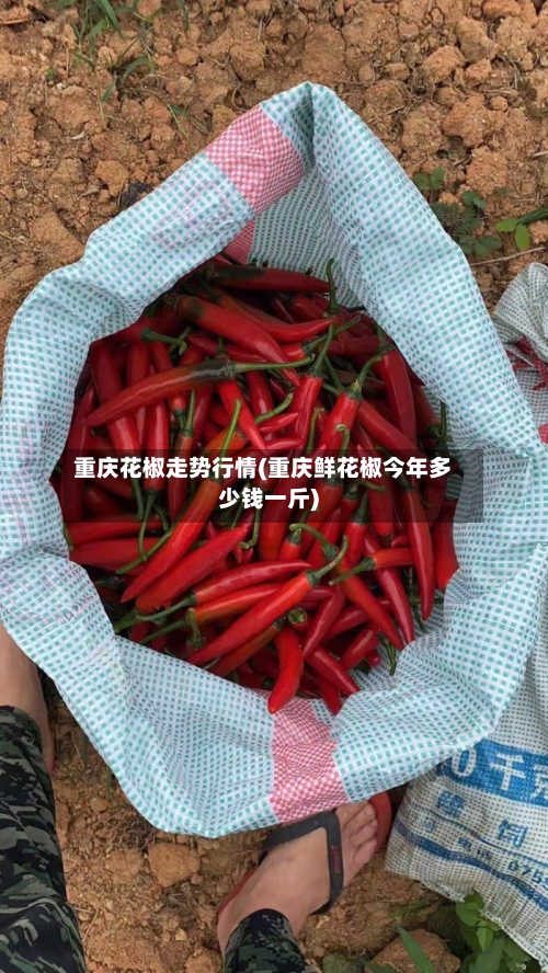 重庆花椒走势行情(重庆鲜花椒今年多少钱一斤)-第2张图片