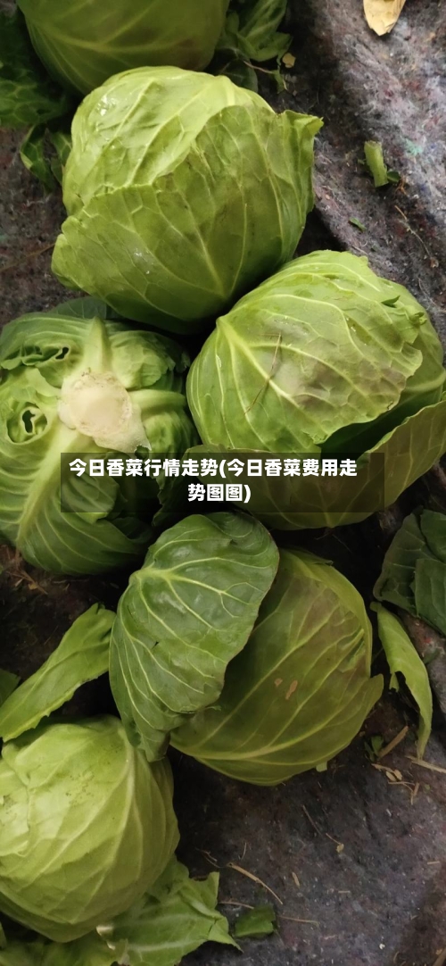 今日香菜行情走势(今日香菜费用走势图图)