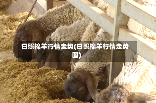 日照棉羊行情走势(日照棉羊行情走势图)-第1张图片