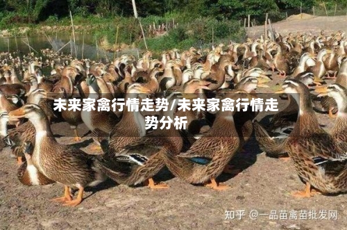 未来家禽行情走势/未来家禽行情走势分析-第1张图片