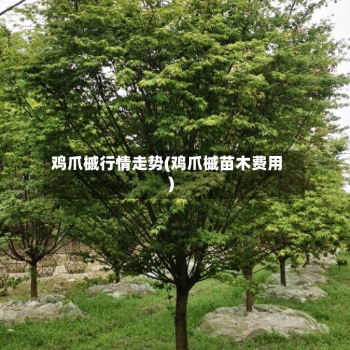 鸡爪槭行情走势(鸡爪槭苗木费用)-第1张图片