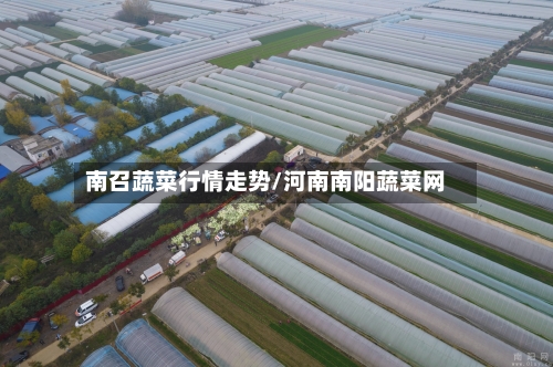 南召蔬菜行情走势/河南南阳蔬菜网-第2张图片