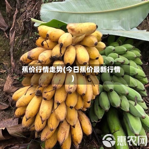 蕉价行情走势(今日蕉价最新行情)-第2张图片