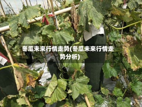 冬瓜未来行情走势(冬瓜未来行情走势分析)-第1张图片