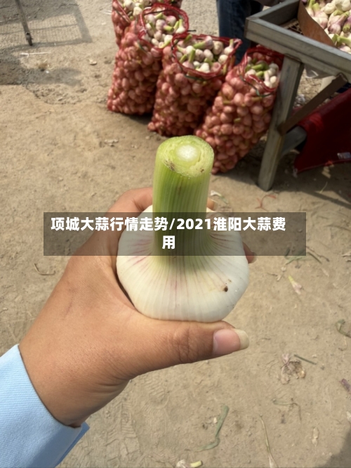 项城大蒜行情走势/2021淮阳大蒜费用