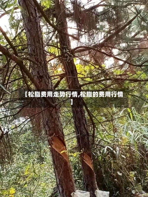 【松脂费用走势行情,松脂的费用行情】-第3张图片