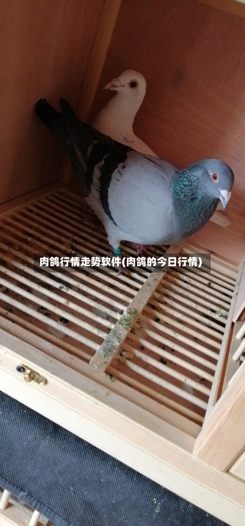 肉鸽行情走势软件(肉鸽的今日行情)
