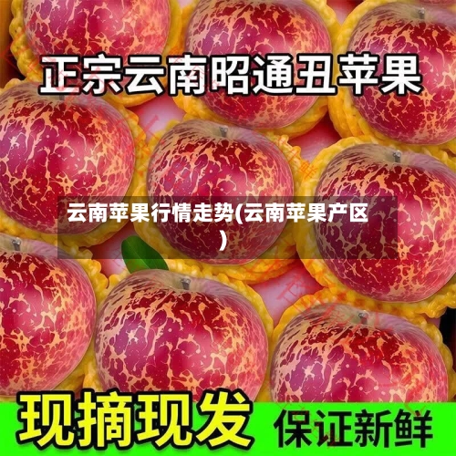 云南苹果行情走势(云南苹果产区)