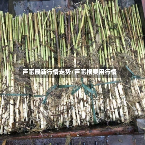芦苇最新行情走势/芦苇根费用行情-第3张图片