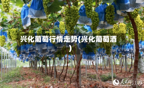 兴化葡萄行情走势(兴化葡萄酒)