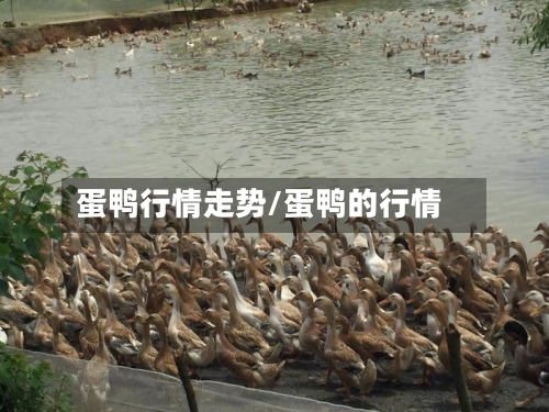 蛋鸭行情走势/蛋鸭的行情-第1张图片