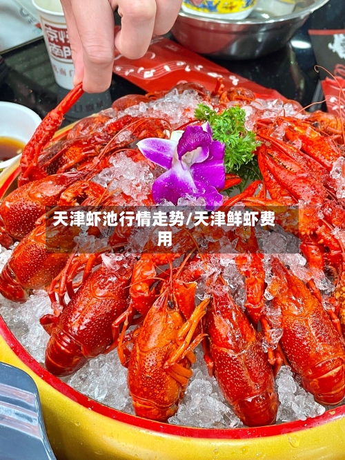 天津虾池行情走势/天津鲜虾费用-第3张图片