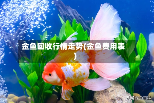 金鱼回收行情走势(金鱼费用表)