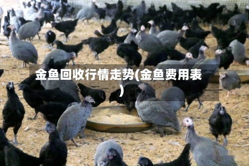 金鱼回收行情走势(金鱼费用表)-第2张图片