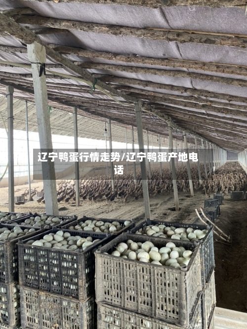 辽宁鸭蛋行情走势/辽宁鸭蛋产地电话