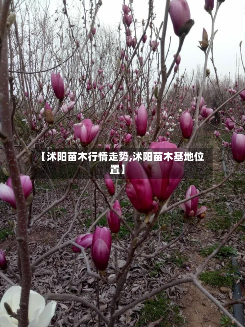 【沭阳苗木行情走势,沭阳苗木基地位置】-第3张图片