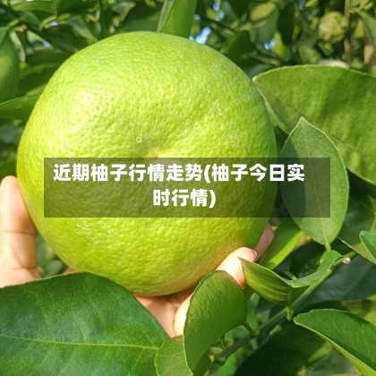 近期柚子行情走势(柚子今日实时行情)-第1张图片