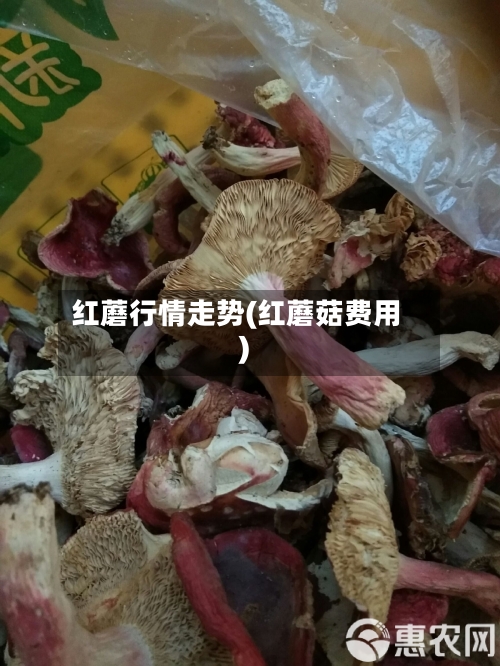 红蘑行情走势(红蘑菇费用)