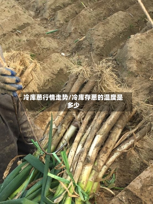 冷库葱行情走势/冷库存葱的温度是多少