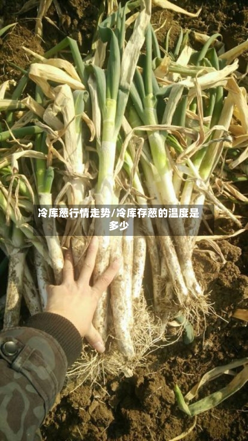 冷库葱行情走势/冷库存葱的温度是多少-第2张图片