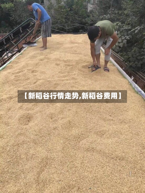 【新稻谷行情走势,新稻谷费用】