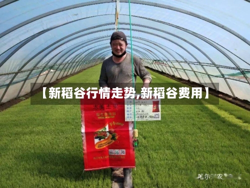 【新稻谷行情走势,新稻谷费用】-第2张图片