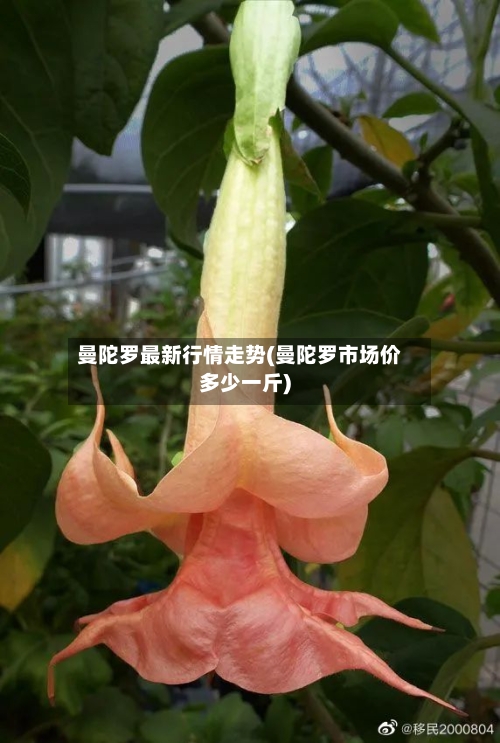 曼陀罗最新行情走势(曼陀罗市场价多少一斤)-第2张图片