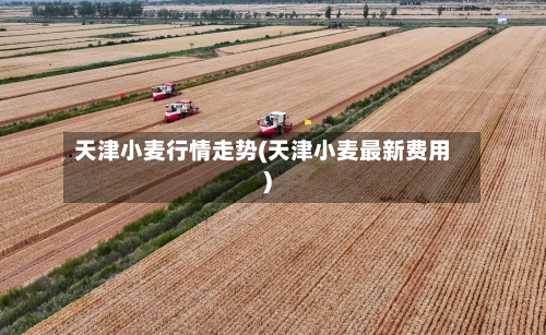 天津小麦行情走势(天津小麦最新费用)-第3张图片
