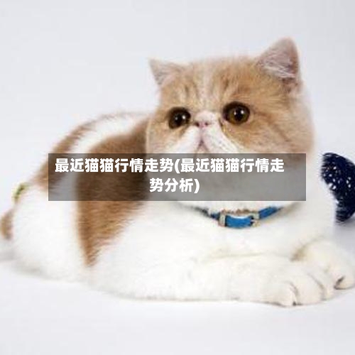 最近猫猫行情走势(最近猫猫行情走势分析)-第2张图片