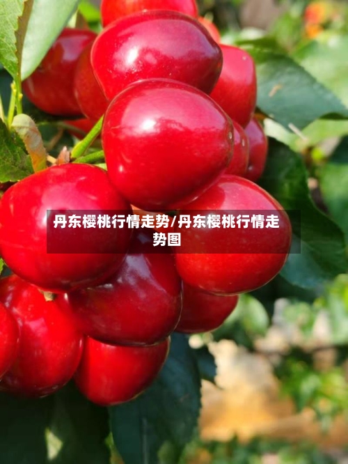 丹东樱桃行情走势/丹东樱桃行情走势图