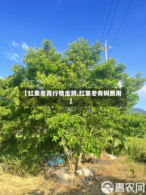 【红果冬青行情走势,红果冬青树费用】