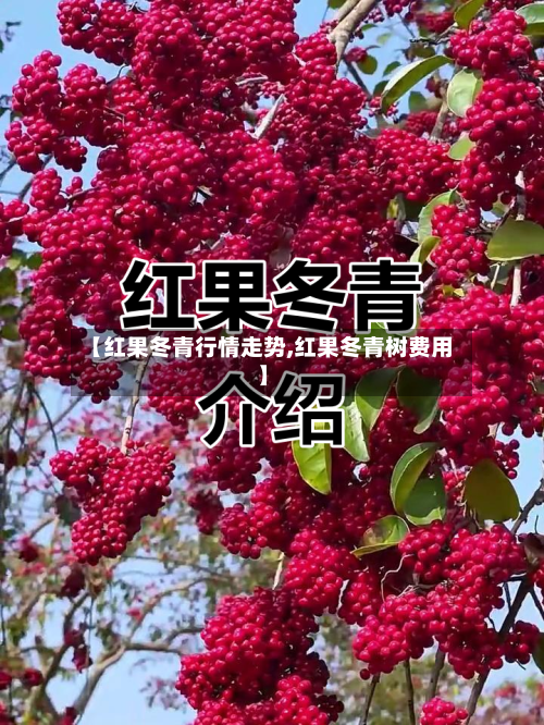 【红果冬青行情走势,红果冬青树费用】-第2张图片